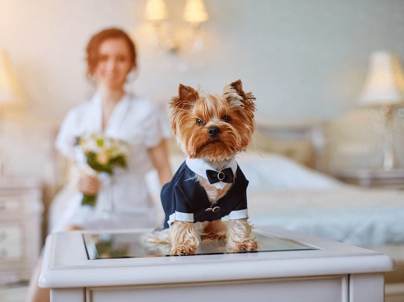 4 Ways to Incorporate Your Pet into Your Wedding